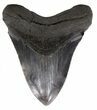 Grey, Serrated Megalodon Tooth - Georgia #55634-1
